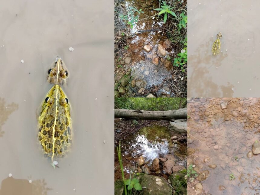 Amphibians of Margalla Hills National Park Essential Roles and Species 1 amphibians margalla hills park