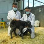 First Cloned Yak in China: Advances in Somatic Cell Cloning 2 first cloned yak china
