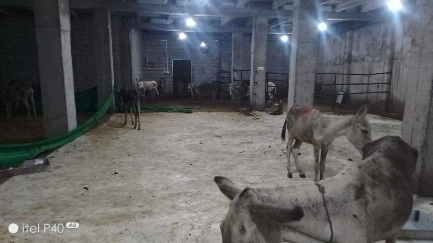 islamabad donkey meat bust