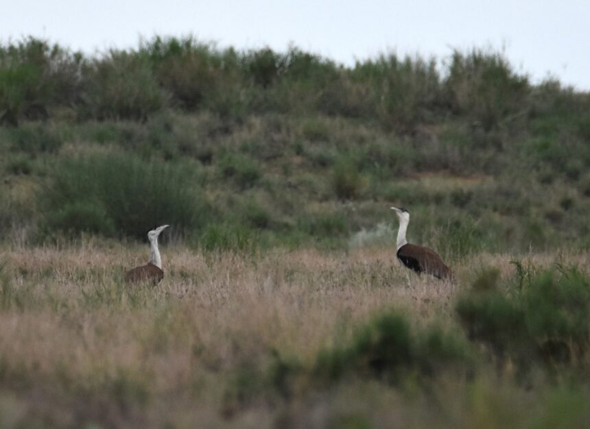 Punjab Wildlife Department Efforts Win Expert Praise 1 punjab wildlife conservation efforts