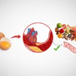 cholesterol misunderstood hero