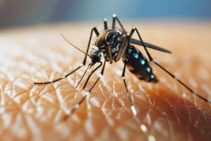 islamabad dengue 24 new cases