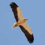 International Vulture Awareness Day in Pakistan 3 vulture awareness pakistan