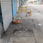 Rawalpindi Stray Dogs Make Life Difficult 3 rawalpindi stray dogs - Rawalpindi Stray Dogs Make Life Difficult