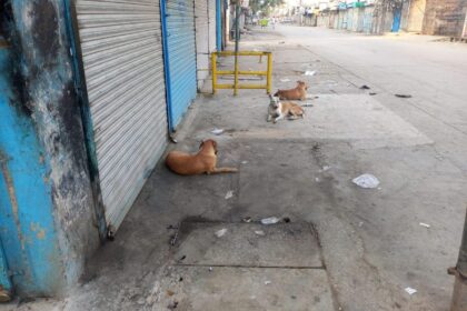 rawalpindi stray dogs - Rawalpindi Stray Dogs Make Life Difficult