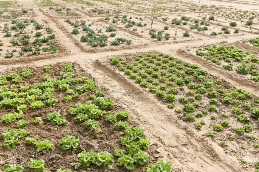 adaptation finance - COP30 Demands New Adaptation Finance Commitments