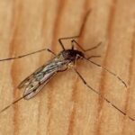 Iceland mosquitoes recorded for first time 3 iceland mosquitoes - Iceland mosquitoes recorded for first time