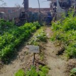 kitchen gardening - Kitchen gardening yields first ladyfingers in Husri