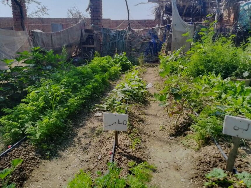 kitchen gardening - Kitchen gardening yields first ladyfingers in Husri
