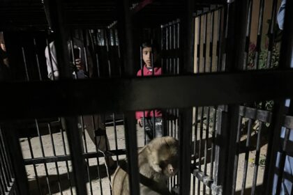 Monkey Rescue Successfully Completed 9 monkey rescue - Monkey Rescue Successfully Completed