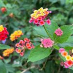 lantana camara - Lantana camara Threatens Margalla Hills