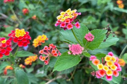 lantana camara - Lantana camara Threatens Margalla Hills