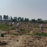 olive plantation - Students Plant 100 Olive Saplings in One Minute