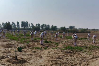 olive plantation - Students Plant 100 Olive Saplings in One Minute