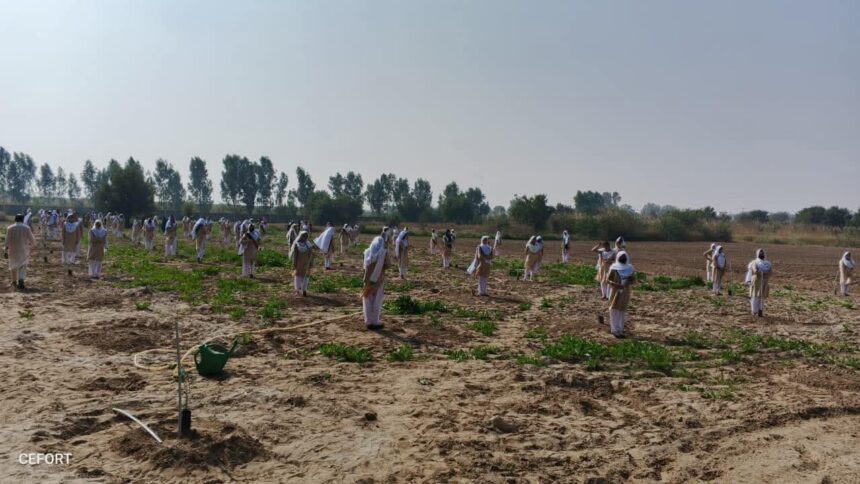 olive plantation - Students Plant 100 Olive Saplings in One Minute