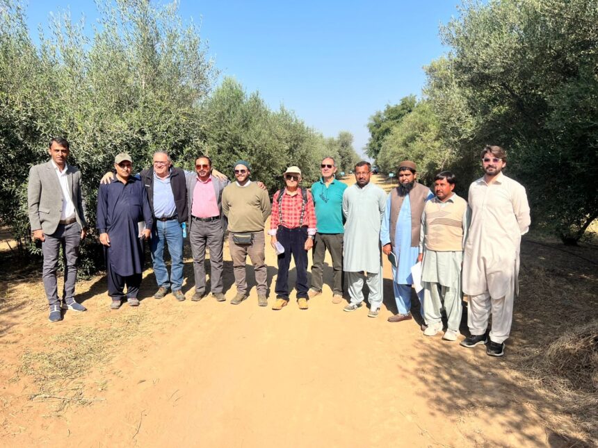 olive nursery - OliveCulture Team Advises Izhar Olive Nursery