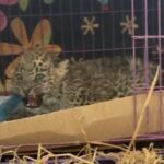 leopard cub - Leopard Cub Rescued After FPV Diagnosis in Islamabad