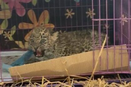 leopard cub - Leopard Cub Rescued After FPV Diagnosis in Islamabad