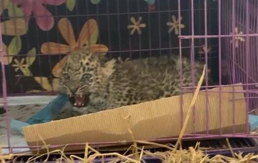 leopard cub - Leopard Cub Rescued After FPV Diagnosis in Islamabad