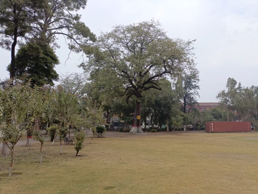 liaquat bagh - Horticulture Agency Beautifies Liaquat Bagh for New Year