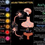 neurotransmitters - Neurotransmitters Shape Mood Energy and Focus