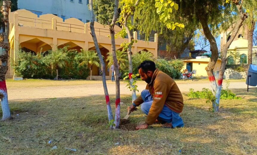 millia park beautification - Millia Park beautification by Rawalpindi Horticulture