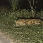 leopard footage - Leopard Footage Triggers Camera Traps at Islamic University