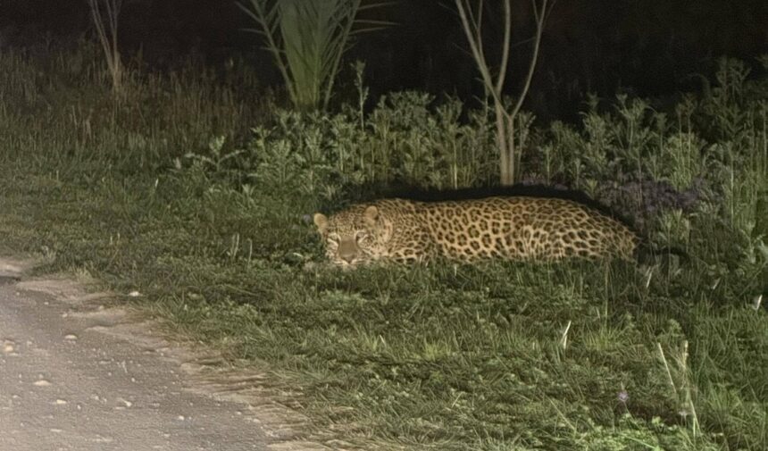 leopard footage - Leopard Footage Triggers Camera Traps at Islamic University